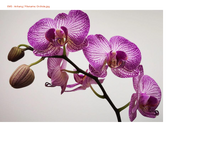 Orchide